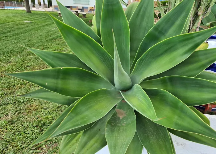 Hotel que admite mascotas: Finca Santo Domingo